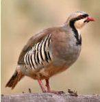 Chukar