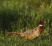 Chinese Ringneck Pheasant
